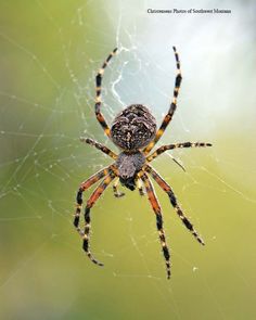 a close up of a spider on its web