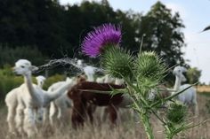 a group of llamas and other animals grazing in a field with tall grass