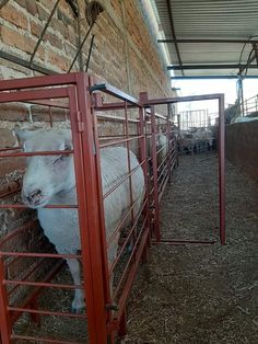 the sheep are standing in their pens at the animal farm or petting zoos