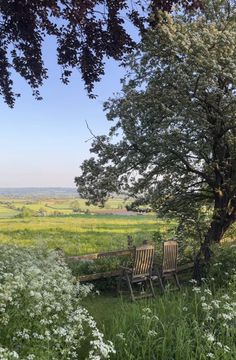 two wooden chairs sitting on top of a lush green field next to a large tree