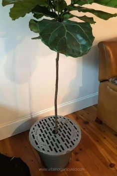 a potted plant sitting on top of a wooden floor next to a brown chair