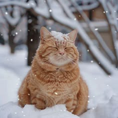 Fat Cat: Dynamic Duos and Solo Stars Cat Dynamic, The Fat Cat, Feline Beauty, Captivating Eyes, Dogs Lover, Cat Images, Ginger Cat, Fat Cat, Eyes Closed