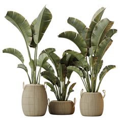 three potted plants with green leaves in them