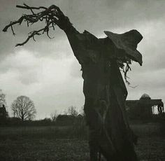 an old dead tree in the middle of a field with a house in the background