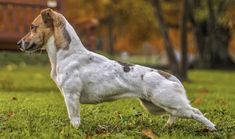 a white and brown dog standing on top of a lush green field