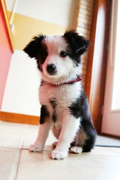 a small black and white puppy sitting on the floor