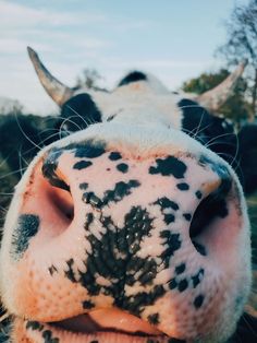 the nose of a cow with black spots on it's face and tongue sticking out