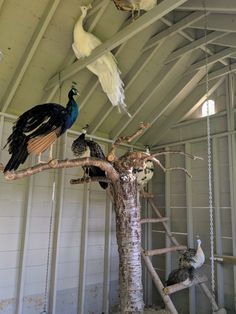 there are many birds that are perched on the tree branch in this room and one bird is standing up