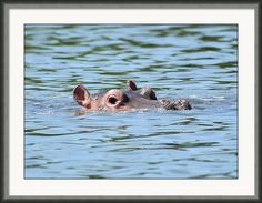 a hippo swimming in the water with its mouth open carry - all pouch bag