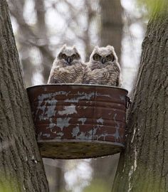 two owls sitting on top of a bucket in a tree