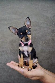 a small black and brown dog sitting on top of someone's hand