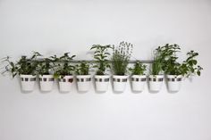 a row of potted plants hanging on a wall