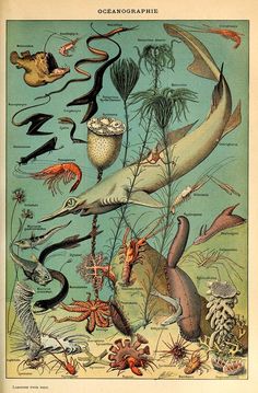 an illustration of sea animals and other marine life