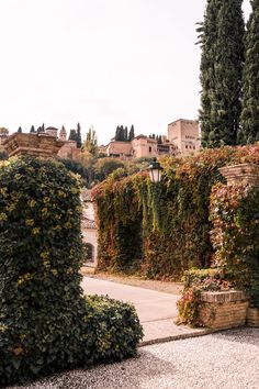 an outdoor area with lots of plants on the wall and trees in the back ground