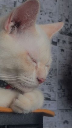 a white cat sleeping on top of a table