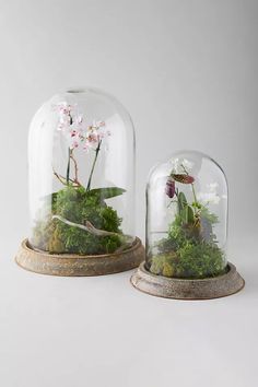 two glass domes filled with plants and flowers