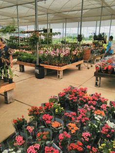 people are shopping for flowers in a greenhouse