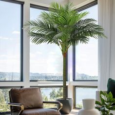 a palm tree in a living room next to two large windows with panoramic view