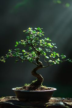 Bonsai Tree Aesthetic, Bonsai Aesthetic, Types Of Bonsai Trees, Japanese Trees, Japan Tree, Wisteria Bonsai, Plant Reference, Tree Types, Bonsai Pruning