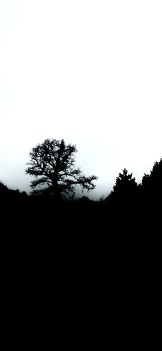 a black and white photo of a lone tree in the middle of a foggy field