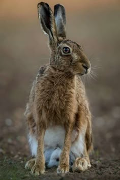 a brown and white rabbit sitting in the dirt