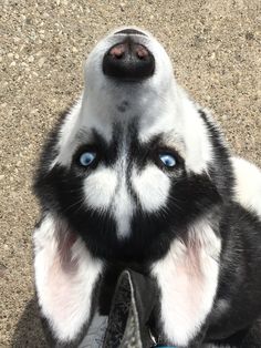 a close up of a dog's face with blue eyes