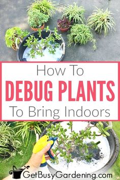 how to debug plants to bring indoor air into the house and make them look like they are growing