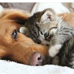 a cat and dog are cuddling together on the bed with their noses touching each other