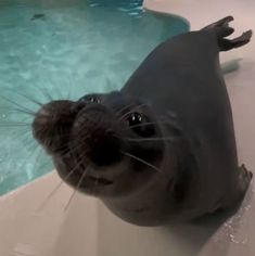 a seal is sitting in the water near a swimming pool