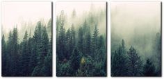 three canvases with trees in the fog