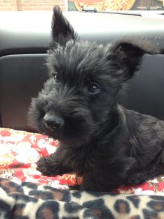 a small black dog sitting in the back seat of a car