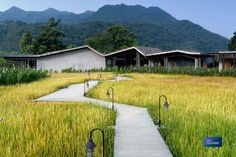 there are two buildings in the background with grass on each side and a path leading to them