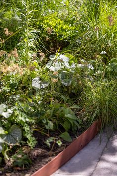 the garden is full of green plants and flowers