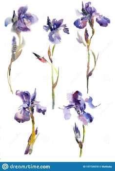 watercolor painting of purple irises on white background stock photo image of blue flowers