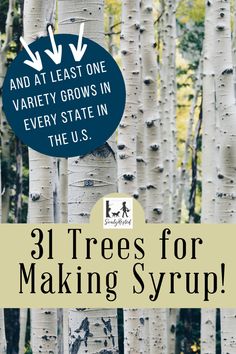 trees with the words 31 trees for making syrup on them and an arrow pointing up