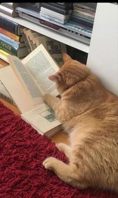 an orange cat laying on the floor reading a book