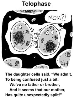 an animal cell is shown with the caption's name and description below it