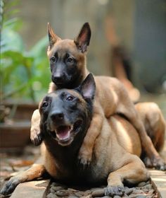 two dogs laying on the ground with their mouths open