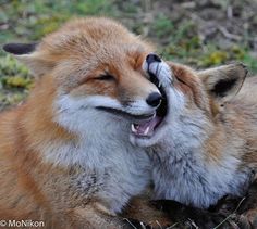 two foxes are playing with each other in the grass and one is yawning