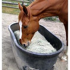 a brown horse eating hay in a trough