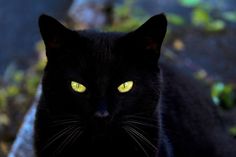 a black cat with glowing yellow eyes looking at the camera