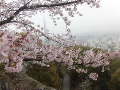 cherry blossoms are blooming on the trees in front of a city