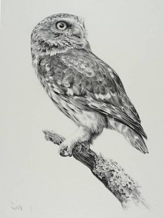 an owl sitting on top of a tree branch in front of a white background,