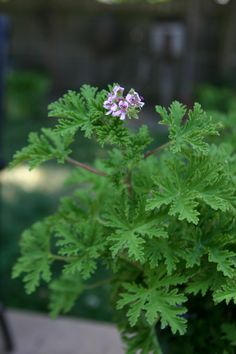 a close up of a plant with purple flowers in the center and green leaves around it