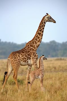 an adult and baby giraffe standing in the grass