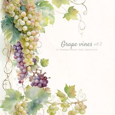 a bunch of grapes hanging from a vine with leaves and vines around it on a white background