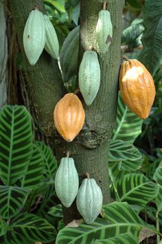 the fruit is growing on the tree outside