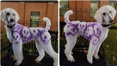 two pictures of a white poodle with purple decorations on it's coat and leash