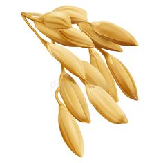 an illustration of some kind of grain hanging from a branch on a white background with clippings