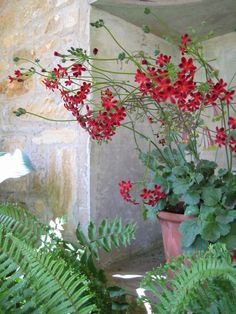 some red flowers and green plants in a pot on the side of a stone building